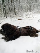 Превью фото № 248814