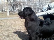 Превью фото № 248821