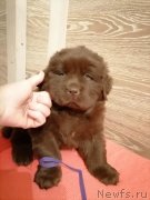 Превью фото № 248832