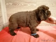 Превью фото № 248833