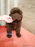 Превью фото № 248834