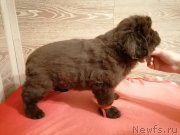 Превью фото № 248841