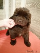 Превью фото № 248842