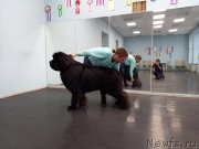 Превью фото № 248844