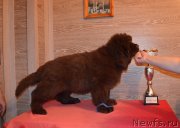 Превью фото № 248862