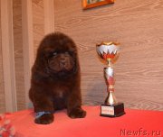 Превью фото № 248863