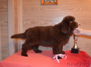 Превью фото № 248868