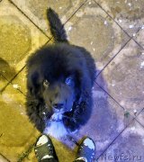 Превью фото № 248878