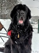 Превью фото № 248910