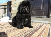 Превью фото № 248955