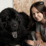 Превью фото № 249020