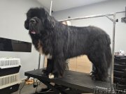 Превью фото № 249070