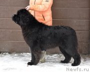 Превью фото № 249071