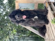 Превью фото № 249072