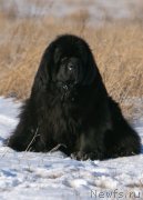 Превью фото № 249078