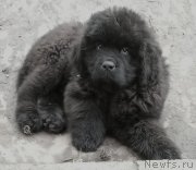 Превью фото № 249120