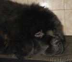 Превью фото № 25082