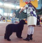 Превью фото № 25261