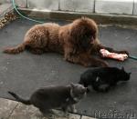 Превью фото № 25546