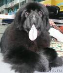 Превью фото № 25588