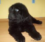 Превью фото № 25788