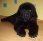 Превью фото № 25790