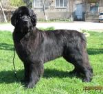 Превью фото № 25921