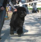 Превью фото № 25923