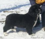 Превью фото № 25945