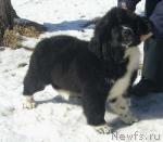 Превью фото № 25946