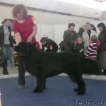 Превью фото № 26120