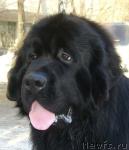 Превью фото № 2616