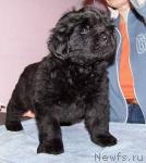 Превью фото № 26380