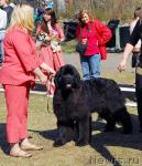 Превью фото № 26657
