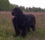 Превью фото № 26996