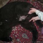 Превью фото № 2701