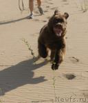 Превью фото № 27291