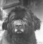 Превью фото № 2746