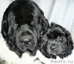 Превью фото № 27584