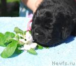 Превью фото № 27608