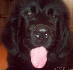 Превью фото № 28607