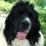 Превью фото № 29023