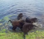 Превью фото № 29028