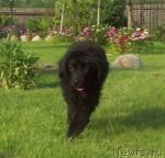 Превью фото № 29066