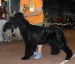 Превью фото № 29085