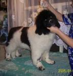 Превью фото № 2929