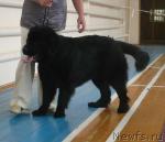 Превью фото № 29735