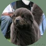 Превью фото № 3031