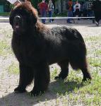 Превью фото № 30688