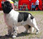 Превью фото № 30692